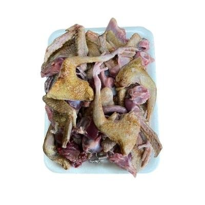 কবুতরের বাচ্চা